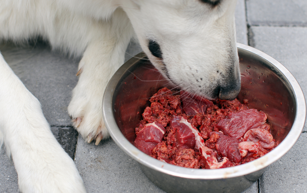 Should you feed your dogs and cats a raw diet?