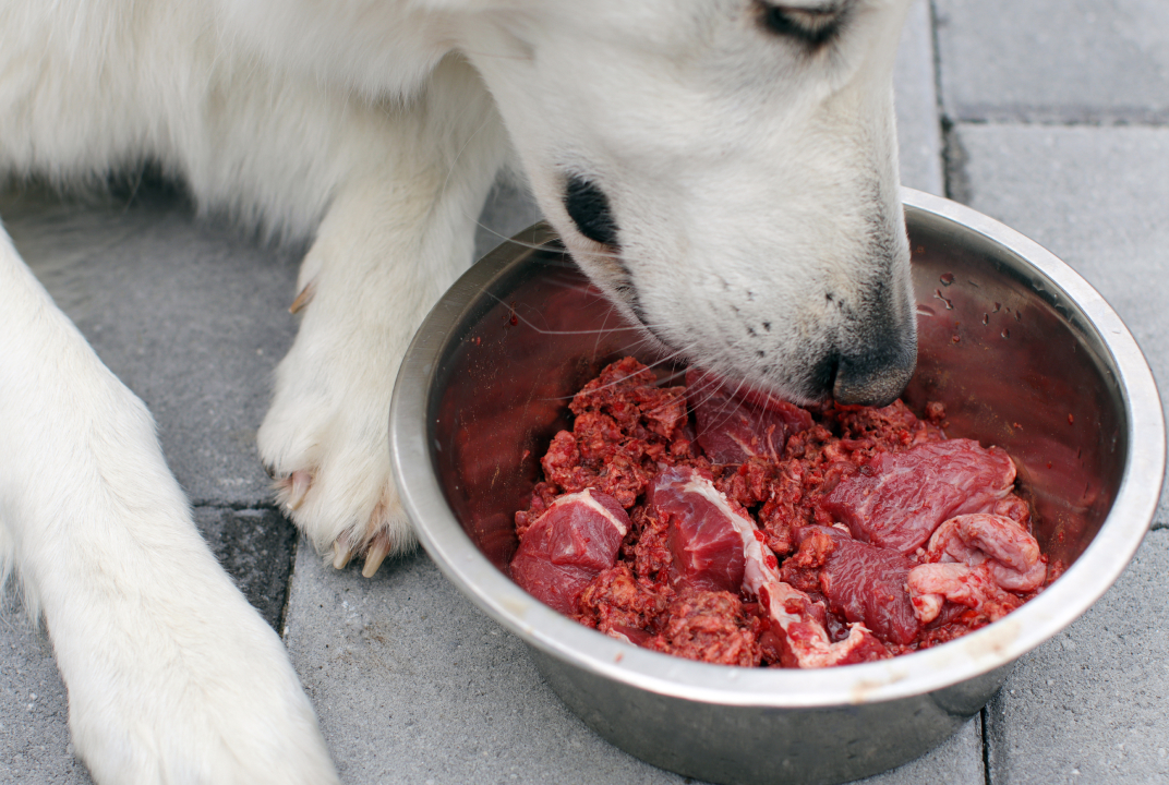 Should you feed your dogs and cats a raw diet? Dr Nat explains.