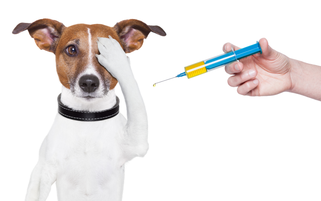 Do dogs really need to be vaccinated every year?