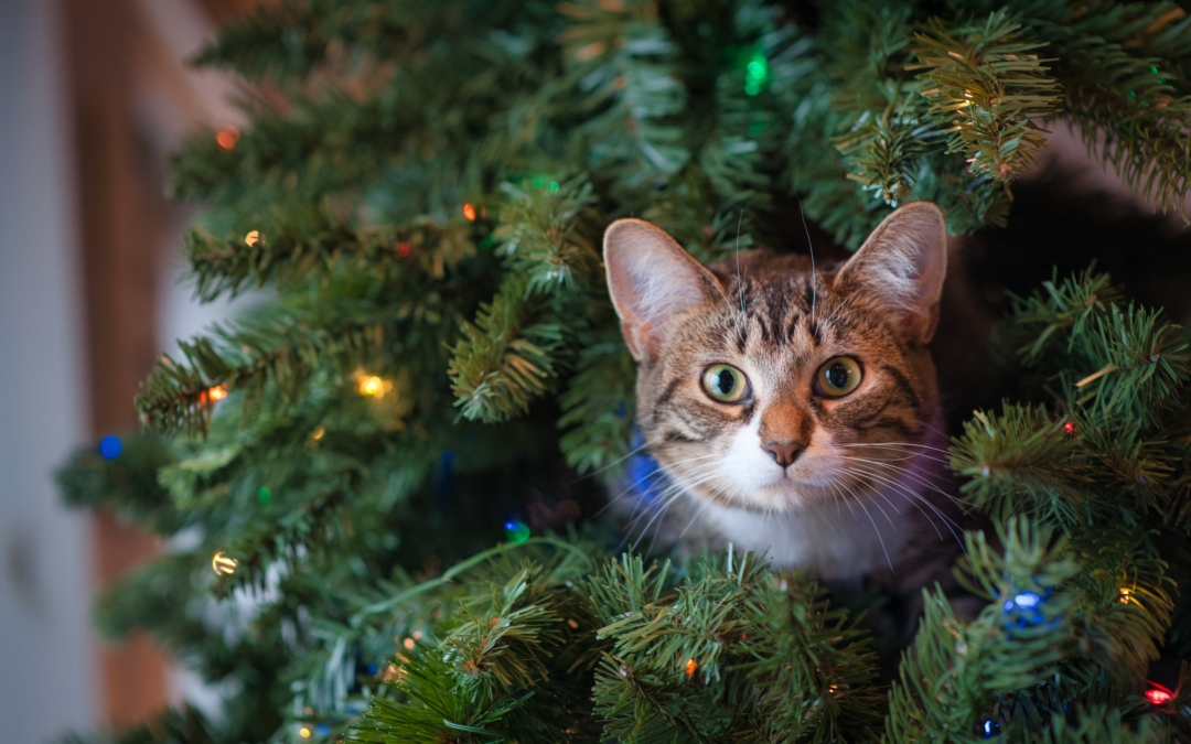 Keeping your pet’s safe this Christmas… and what to do if there is an emergency.