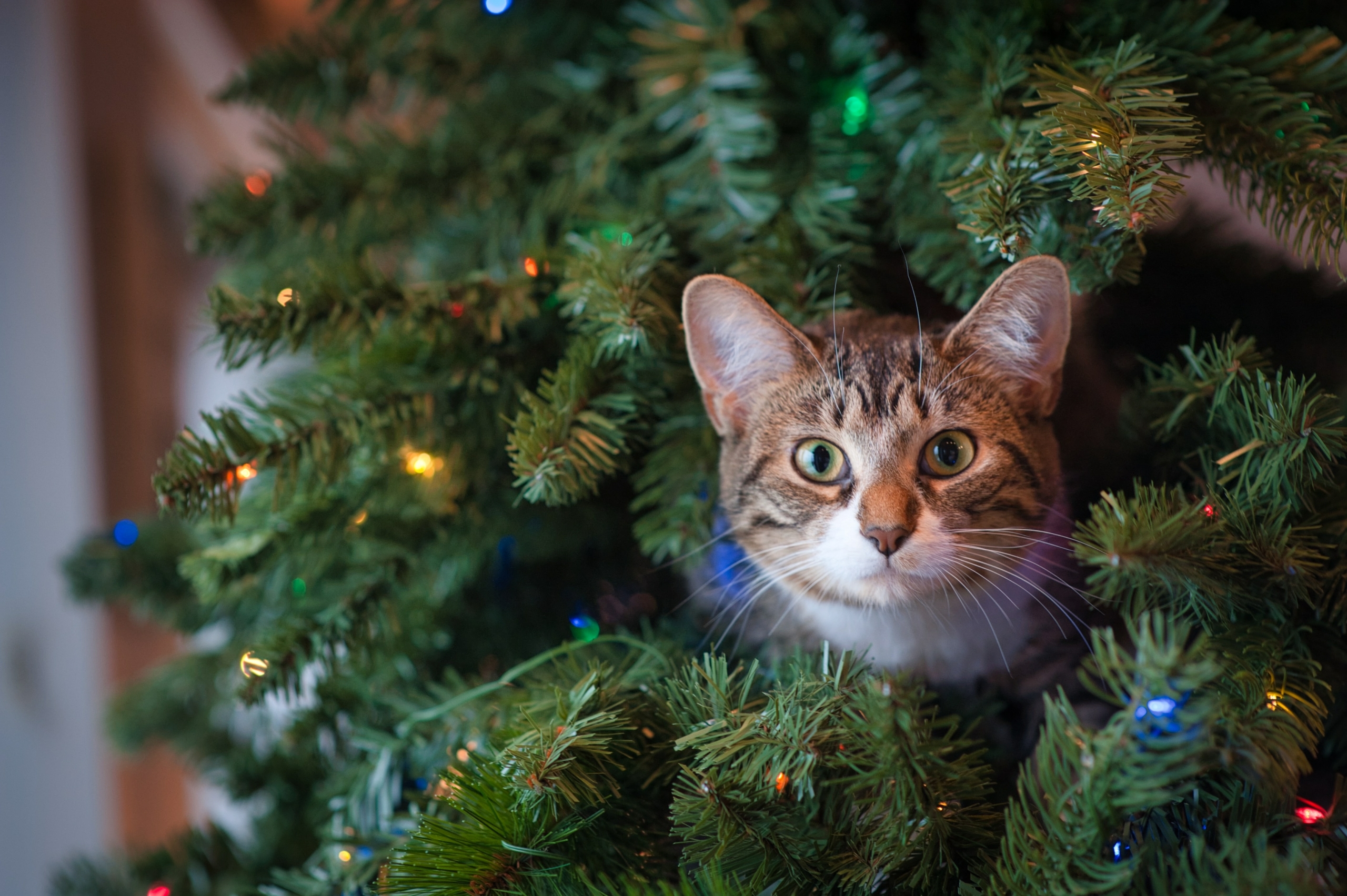 Cat's like to climb Christmas trees, but this is not always safe.