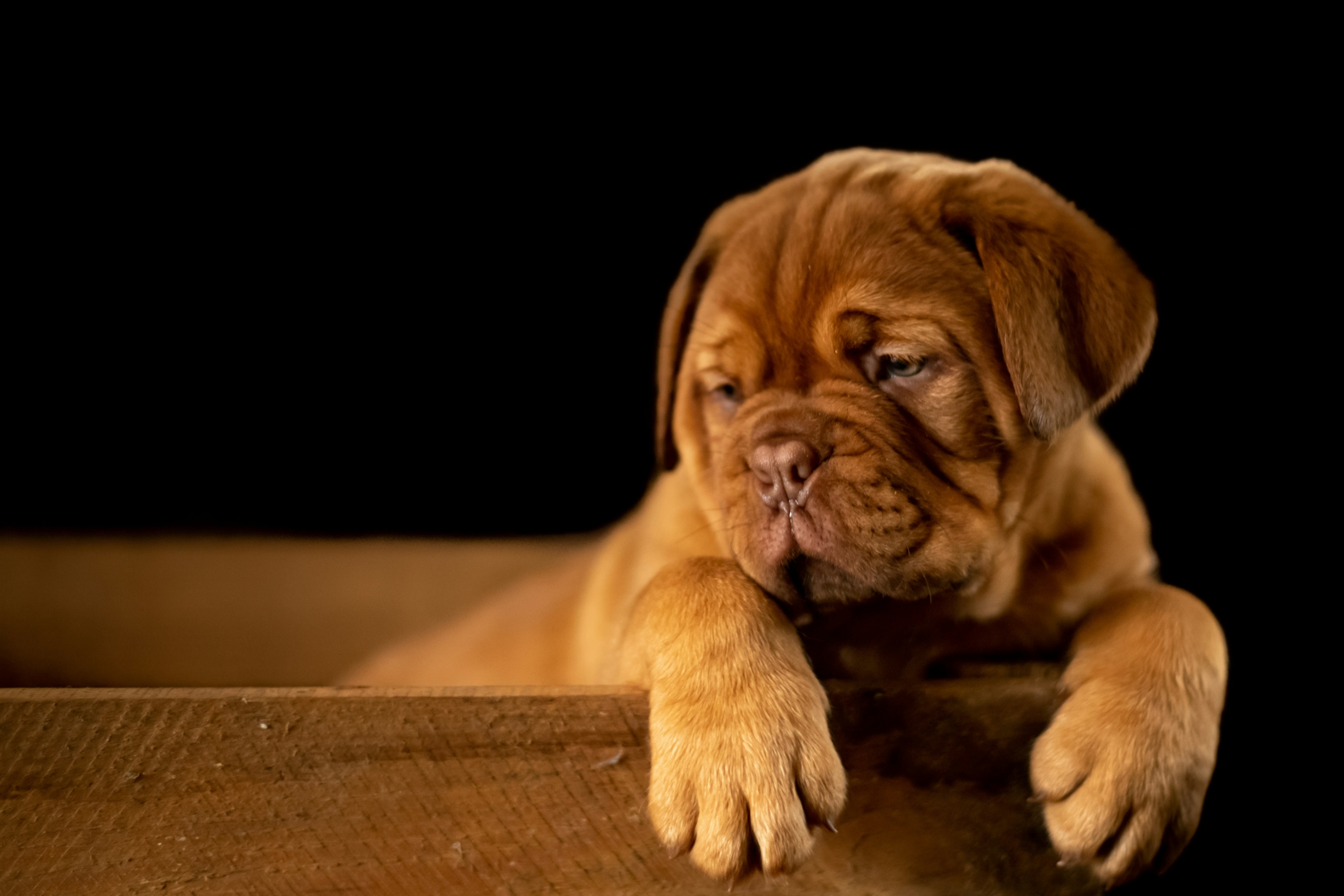 Sad puppy with sore tummy.