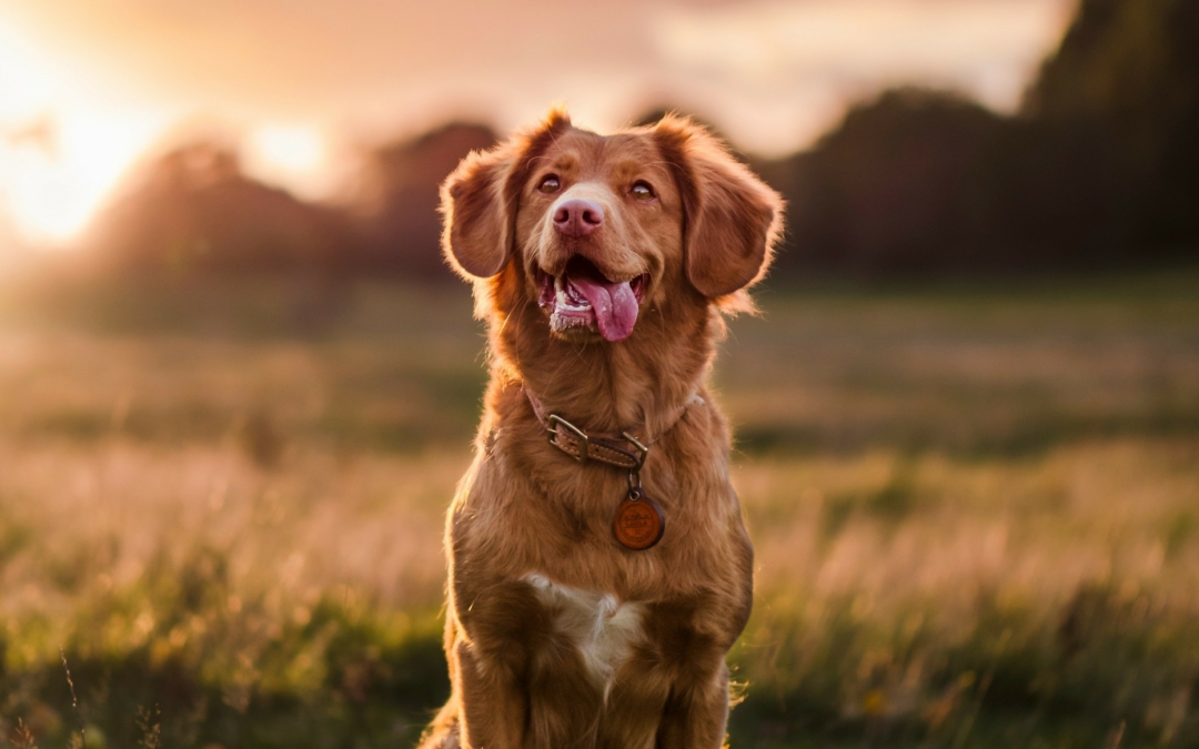How to Prevent Parasites Naturally: 4 Steps for Healthier Pets