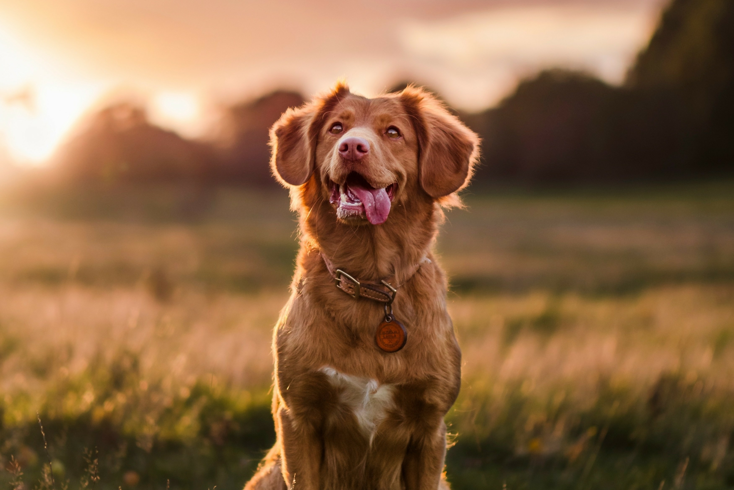 Healthy happy golden retriever.